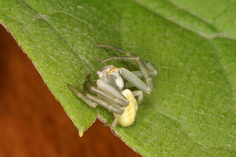 Misumena_vatia_D4856_Z_89_Les Gris_Frankrijk.jpg